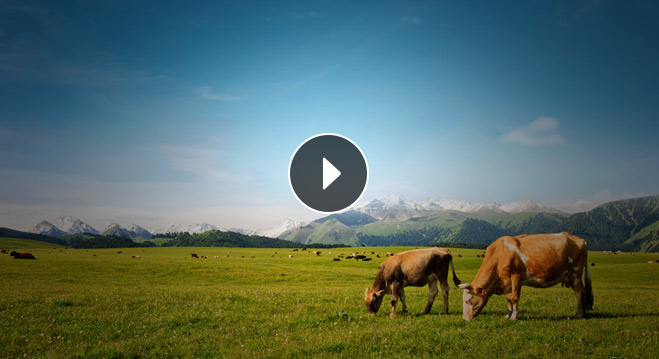 亿万28康健牛羊肉产品